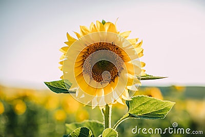 Sunflower natural background. Closeup view of sunflowers in bloom. Sunflower texture and background. Stock Photo
