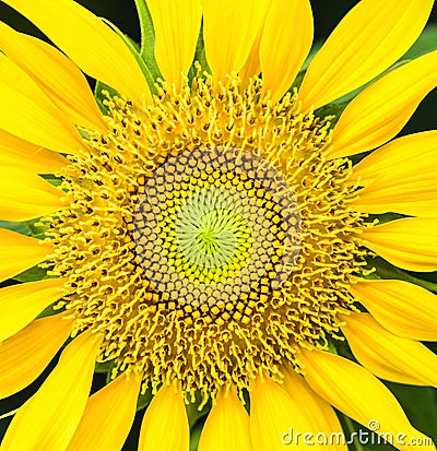 Sunflower natural background. Sunflower blooming. Stock Photo