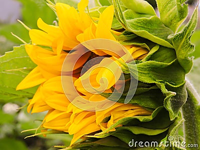 Sunflower natural background. Sunflower blooming. Close-up of sunflower.field of blooming sunflowers.Top View. Stock Photo