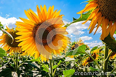 Sunflower natural background. Sunflower blooming. Close-up of sunflower Stock Photo