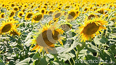 Sunflower natural background. Sunflower blooming. Close-up of sunflower Stock Photo