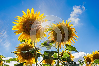 Sunflower natural background. Sunflower blooming. Close-up of sunflower Stock Photo