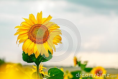 Sunflower natural background, Sunflower blooming, Sunflower oil Stock Photo