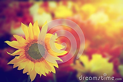 Sunflower among other spring summer flowers at sunshine. Stock Photo