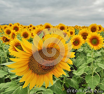 Sunflower. the paria against crowd Stock Photo