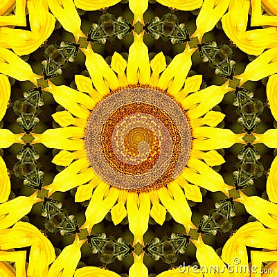 Sunflower pattern background sun flower. graphic color Stock Photo