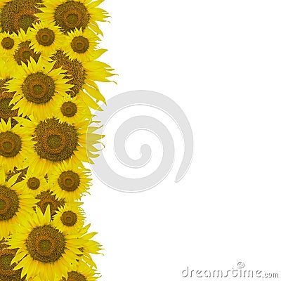 Sunflower pattern Stock Photo