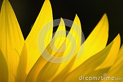 Sunflower petals Stock Photo