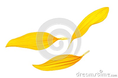 Sunflower petals isolated on white background Stock Photo