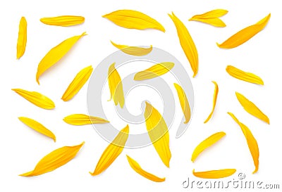 Sunflower Petals Isolated on White Background Stock Photo