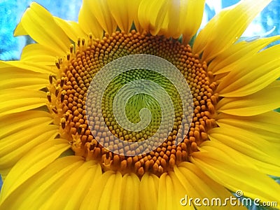Beautiful Sunflower Helianthus annuus yellow flower image Stock Photo