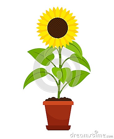 Sunflower plant in flower pot Vector Illustration