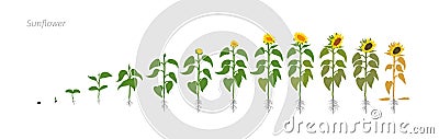 Sunflower plant. Helianthus annuus. Growth stages vector illustration. Vector Illustration