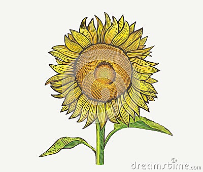 Sunflower plant, illustration of a in an engraving style. Vector Illustration