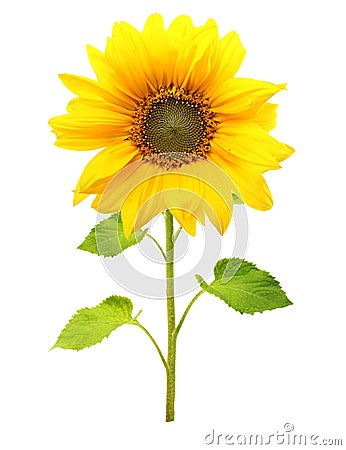 Sunflower plant isolated Stock Photo