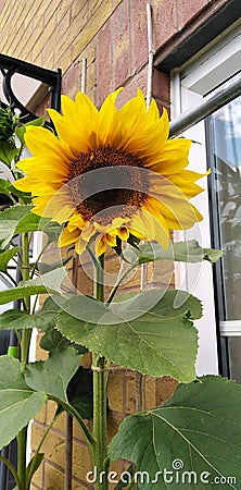 Sunflower plant opening Stock Photo