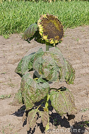 Sunflower plant with seeds partially devoured by birds on field Stock Photo