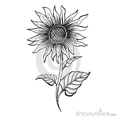 Sunflower plant sketch engraving vector Vector Illustration