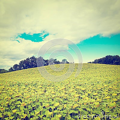 Sunflower Plantation Stock Photo