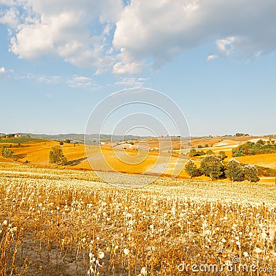 Sunflower Plantation Stock Photo