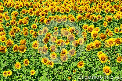 Sunflower plantation on a summer day Stock Photo