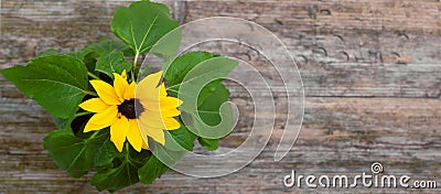 Sunflower pot closeup wooden table background top view Stock Photo