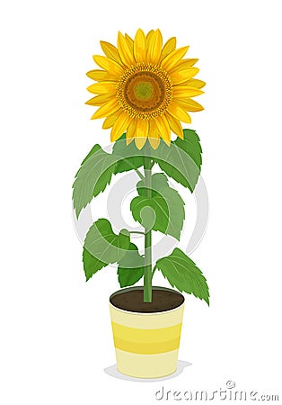 Sunflower in potted plants Vector Illustration