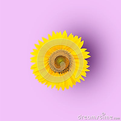 Sunflower on purple background Stock Photo