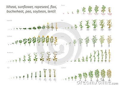 Sunflower rapeseed flax buckwheat pea soybean potato wheat. Vector showing the progression growing plants. Determination Vector Illustration