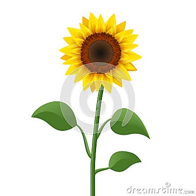 Sunflower realistic icon vector isolated. Yellow sunflower blossom nature flower illustration for summer Vector Illustration