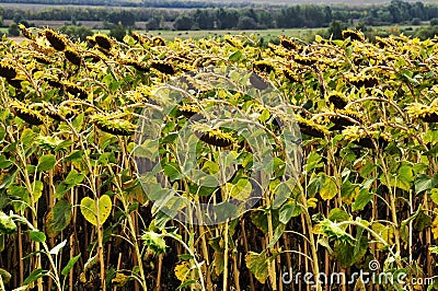 Sunflower ripening. Field with sunflowers. Stock Photo