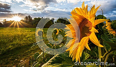 Sunflower and Rising Sun II Stock Photo