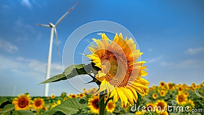 Sunflower's perspective: Wind power turbines and electric windmills spinning on a windy sunny day Stock Photo