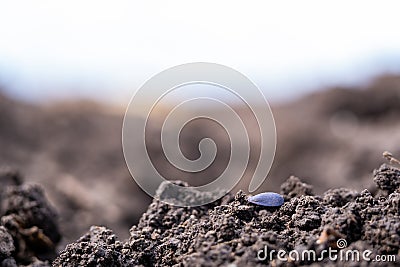 Sunflower seed in the ground during the spring sowing campaign Stock Photo