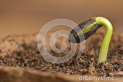 Sunflower seedling bursting from its seed casing. Stock Photo