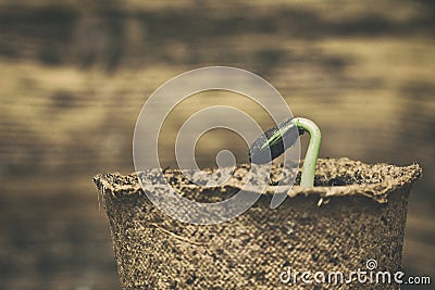 Sunflower seedling bursting from its seed casing. Stock Photo