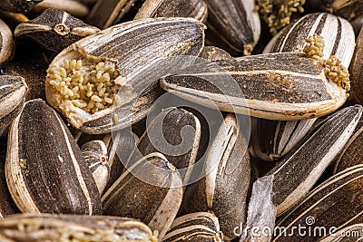 sunflower seeds corrupted with pantry flour moths Stock Photo