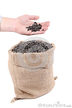 Sunflower seeds in sack and hand. Stock Photo