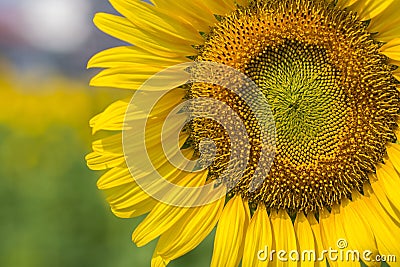 Sunflower shoots near Stock Photo