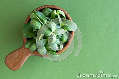 Sunflower Shoots in a Scoop Stock Photo