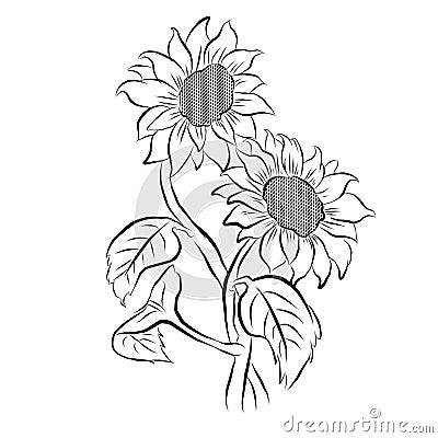 Sunflower sketches lines isolated on white background. Vector Illustration