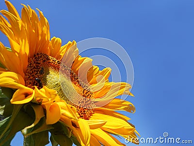 Sunflower in the Sky 3 Stock Photo