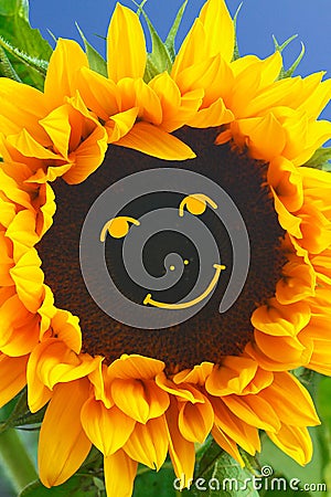 Sunflower smiley face smile funny Stock Photo