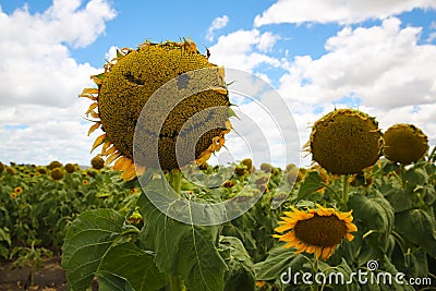 Sunflower Smiley Face Winking Stock Photo