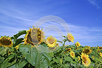 Sunflower smiling like a smiley Stock Photo