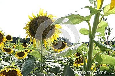 Sunflower Smiling at park Stock Photo