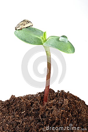 Sunflower sprout isolated on white Stock Photo