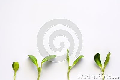 Sunflower sprout plant on white background Stock Photo