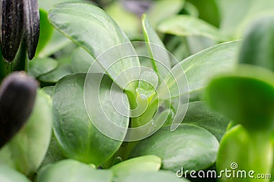 Sunflower sprouts macro photography. Food for vegetarians Stock Photo