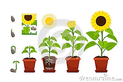 Sunflower sprouts. Sunflowers seedling shoots in pot Vector Illustration